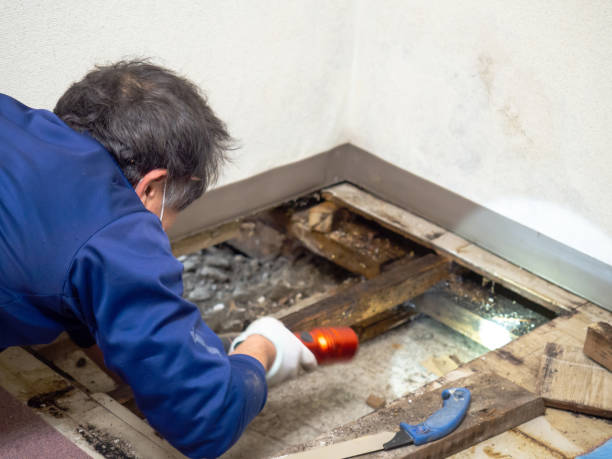 Best Mold Damage Repair  in Waimanalo Beach, HI
