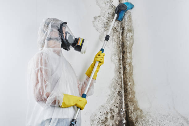 Crawl Space Mold Removal in Waimanalo Beach, HI