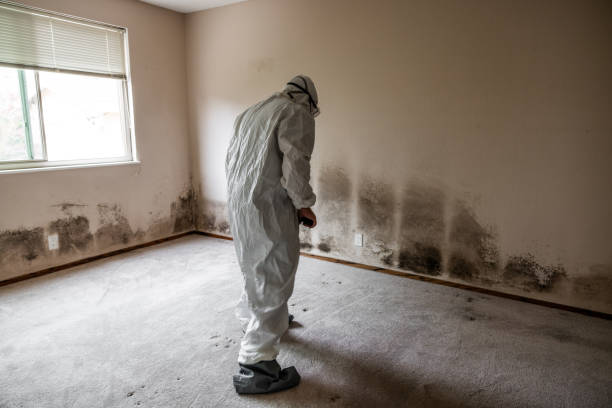 Best Crawl Space Mold Removal  in Waimanalo Beach, HI