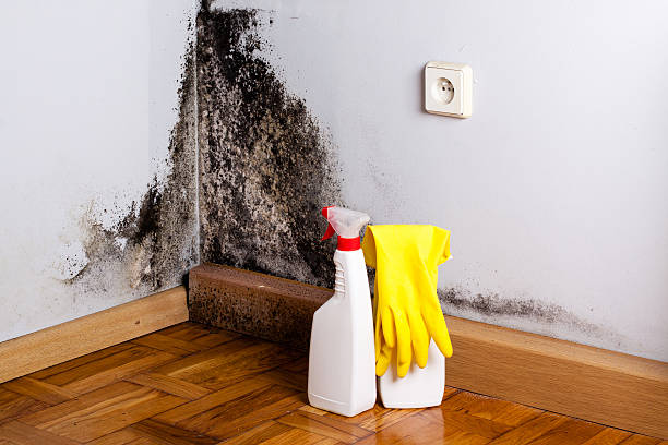 Best Mold Cleaning Services  in Waimanalo Beach, HI